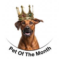 a pet of the month award